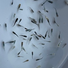 メダカ　40匹　稚魚　針子　予約可能　の画像