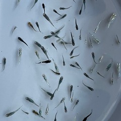 メダカ　40匹　稚魚　針子　予約可能　の画像