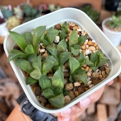 観葉植物　多肉　ハオルチア　寿の画像