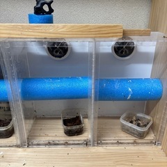 爬虫類ケースの画像