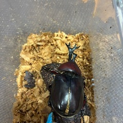 国産カブトムシレッドボディピンクアイペア
の画像