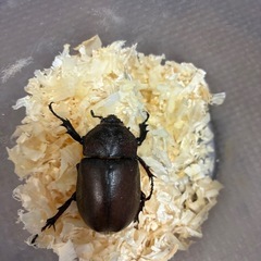 国産カブトムシレッドボディピンクアイペア
の画像
