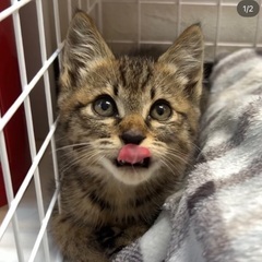 2ヶ月キジ猫の女の子です