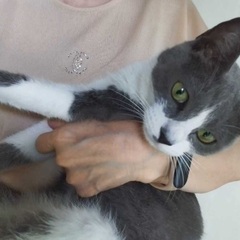 迷子猫•脱走猫捜索キャットワン亀岡初🐈‍⬛猫探偵