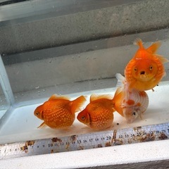 金魚　ピンポンパール４匹の画像