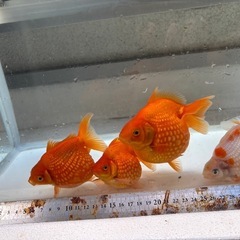 金魚　ピンポンパール４匹の画像