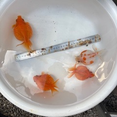 金魚　ピンポンパール４匹の画像