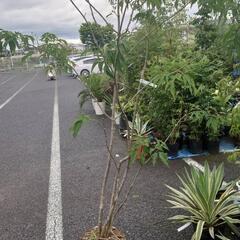 アオダモ　株立の画像