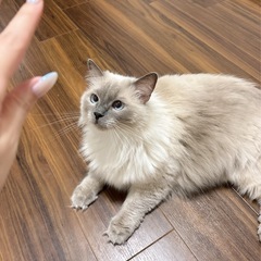 ラグドールと雑種の猫2匹の里親募集します。