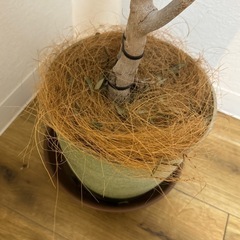 観葉植物　オリーブ　の画像
