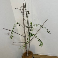 観葉植物　オリーブ　
