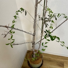 観葉植物　オリーブ　の画像