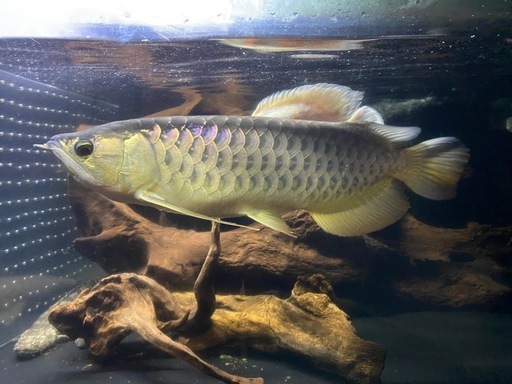 引き取り限定　ゴールデンアロワナ　目測50cm