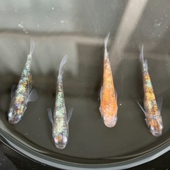 メダカ（三色サファイア）4匹の画像