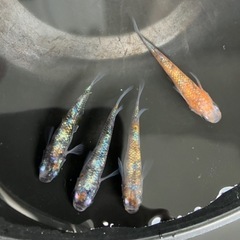 メダカ（三色サファイア）4匹の画像