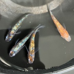 メダカ（三色サファイア）4匹の画像