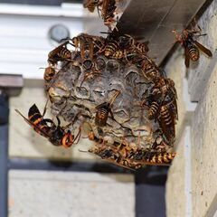 見えない場所に潜む 蜂・シロアリ・ゴキブリ等は【蜂駆除ヘルパー２...