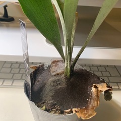 観葉植物　1株からお裾分け　生育良好 コウモリラン・ビカクシダ ネザーランド① 〜⑩→⑧の画像