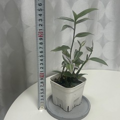 観葉植物 トラディスカンティア ラベンダーの画像
