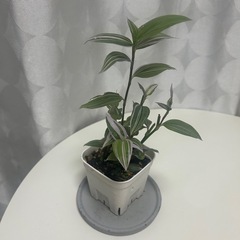 観葉植物 トラディスカンティア ラベンダーの画像