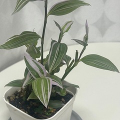 観葉植物 トラディスカンティア ラベンダーの画像