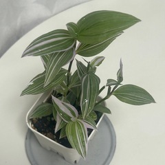 観葉植物 トラディスカンティア ラベンダーの画像