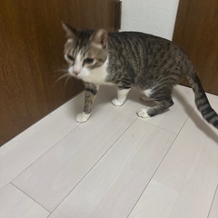 オスのキジです。里親を募集してます。