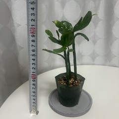 姫うちわサボテン　3本　の画像