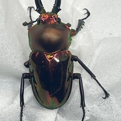 ニジイロクワガタ PMR-R ペアの画像