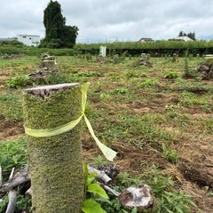 NO74　薪 梨の玉切り 軽トラ350kg3500円　引取り限定(福島市)の画像