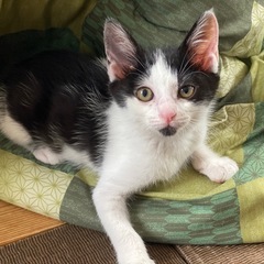 とてもかわいいハチワレの男の子です。 - 猫