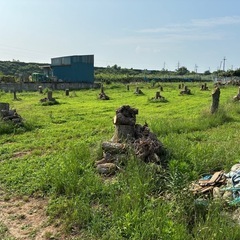 NO75　薪 梨の玉切り 軽トラ350kg3500円　引取り限定(福島市)の画像