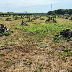 NO75　薪 梨の玉切り 軽トラ350kg3500円　引取り限定(福島市)の画像