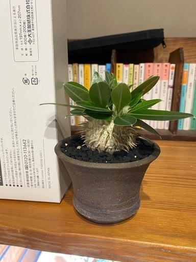 決まりました！【鉢付き】恵比寿笑い パキポディウム