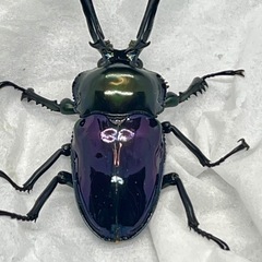 ニジイロクワガタ 紫紺ピカール系 ペアの画像