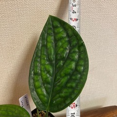 モンステラ　ジェイドシャトルコック　観葉植物の画像