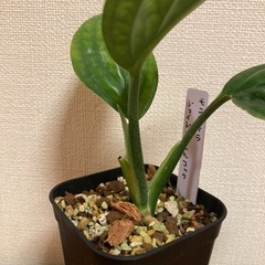モンステラ　ジェイドシャトルコック　観葉植物の画像