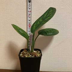 モンステラ　ジェイドシャトルコック　観葉植物の画像