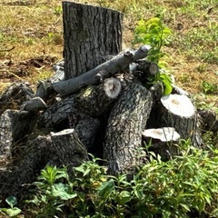 NO76　薪 梨の玉切り 軽トラ350kg3500円　引取り限定(福島市)の画像