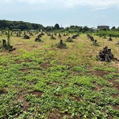 NO76　薪 梨の玉切り 軽トラ350kg3500円　引取り限定(福島市)の画像