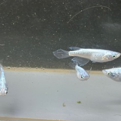 メカチューン　2ペア　生後約3ヶ月の画像