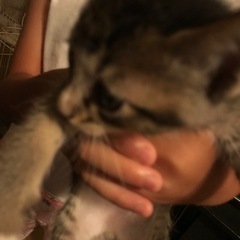 まだ募集しております‼️この子達に家族を！！あと5匹 - 猫