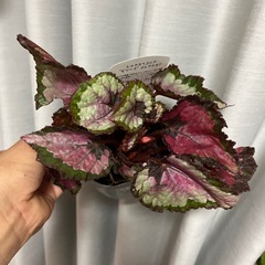 レックスベゴニア　の画像