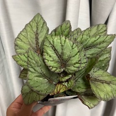 レックスベゴニア　の画像