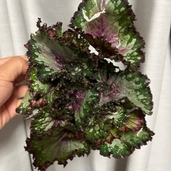 レックスベゴニア　の画像