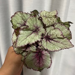 レックスベゴニア　の画像