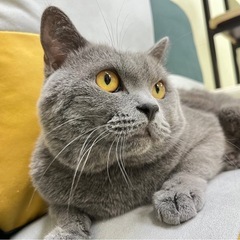 [パート募集】犬・猫のお世話スタッフ募集！動物好きな方歓迎♪《名古屋市港区》の画像