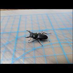 【コクワガタ（オス）】
一匹の画像