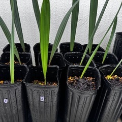 種子4つ ビスマルキア ノビリス シルバー 観葉植物の画像