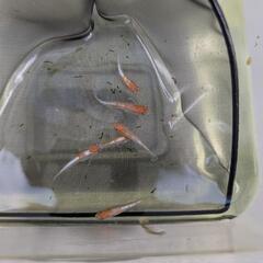  ビーンズ様血統F1　天照　紅白体外光　アマテラス　メダカ　若魚-成魚　1ペア　♂1♀1の画像